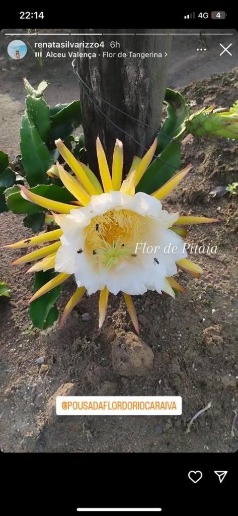 Pousada Flor Do Rio Caraíva 外观 照片